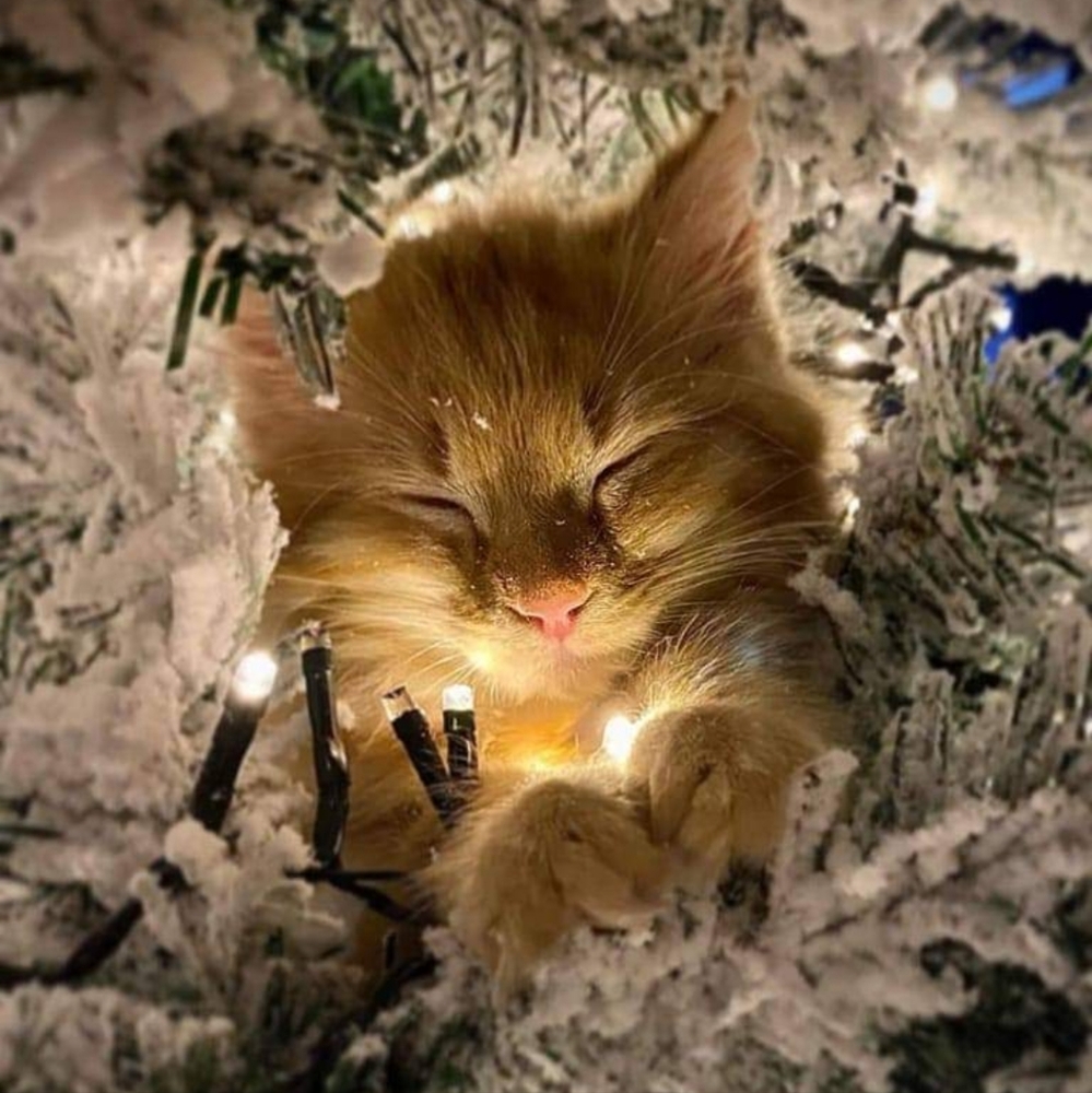 Merry Christmas everyone